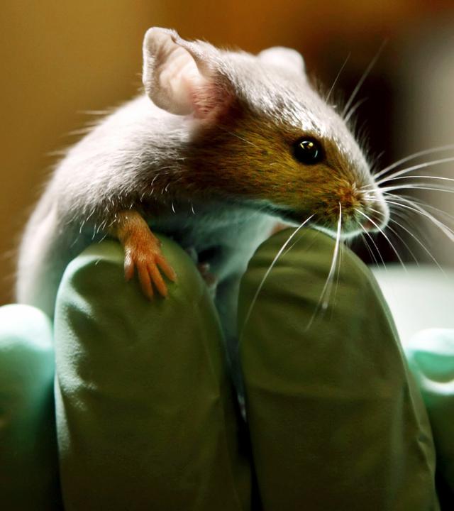 symbolfoto: tierversuch - labormaus auf Hand mit laborhandschuh