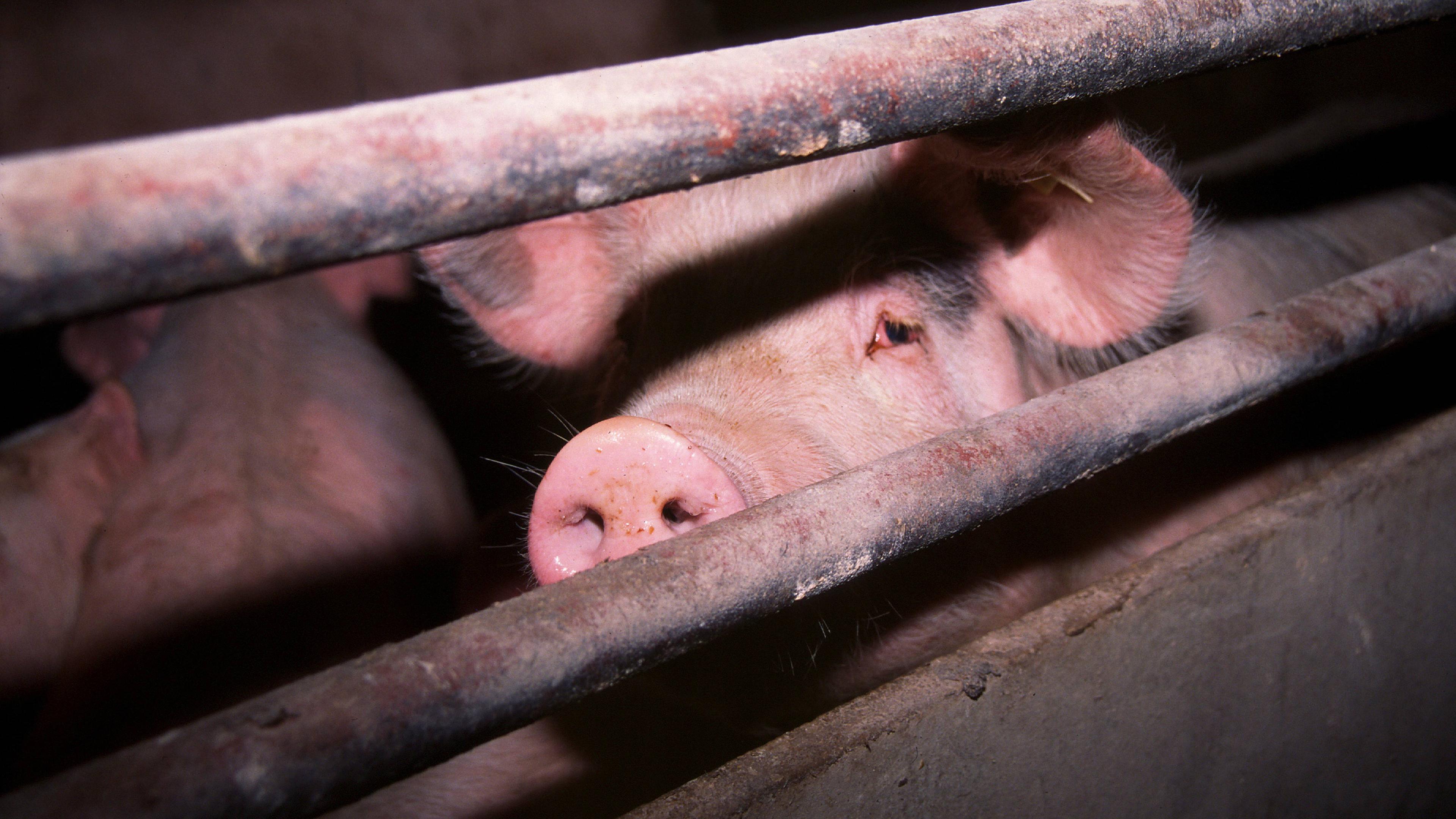 Schwein schaut zwischen Gitterstäben aus einem engen Stall heraus