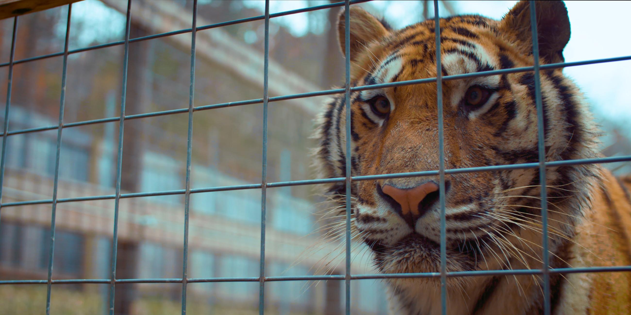 Ein Tiger steht hinter einem Gitter.