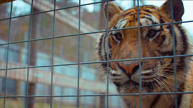 Zdfinfo - Tiger Im Garten - Tierschutz-fake In Den Usa