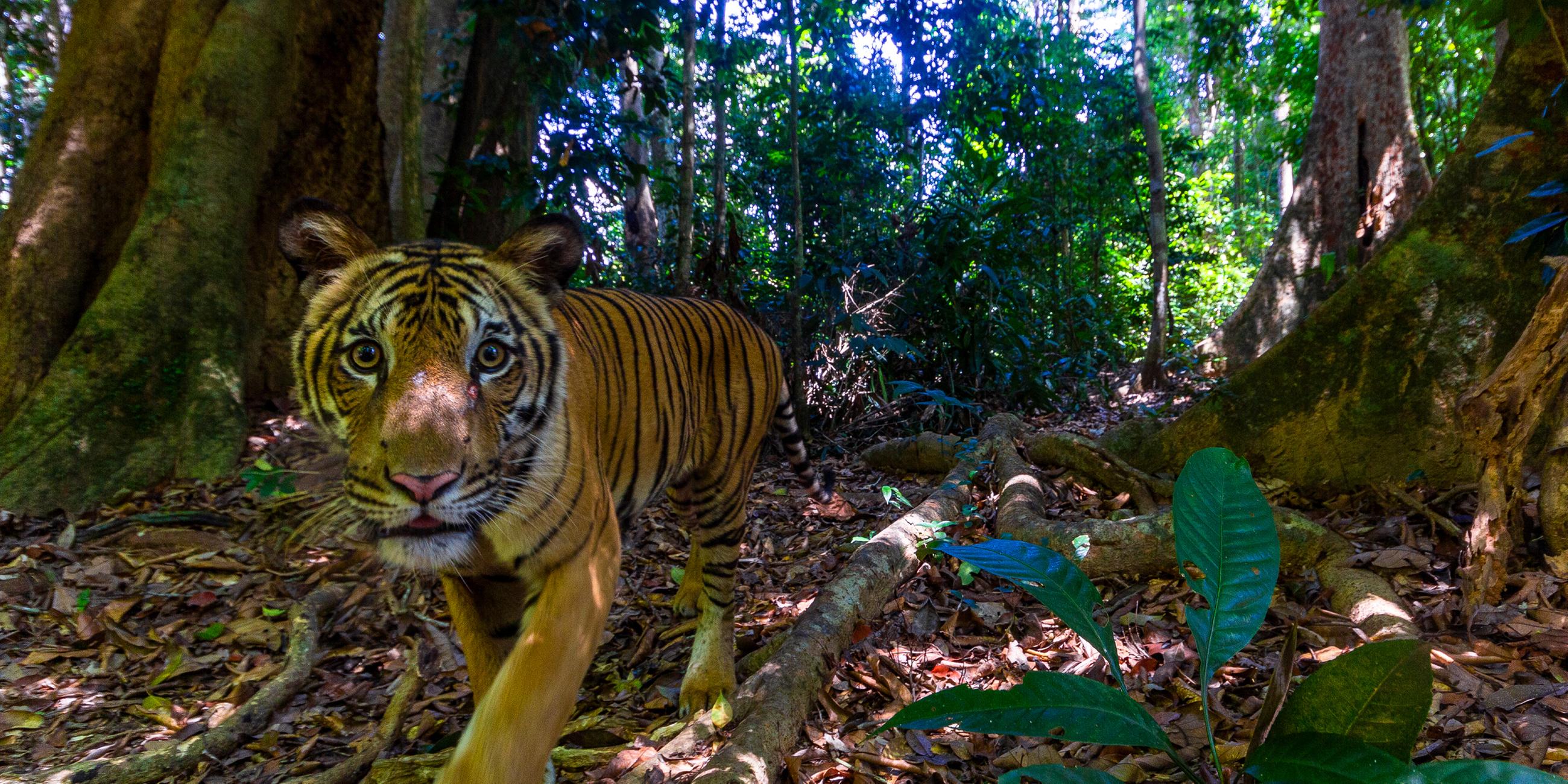 Ein Tiger in Royal Belum State Park, Malaysia am 26.06.2023.