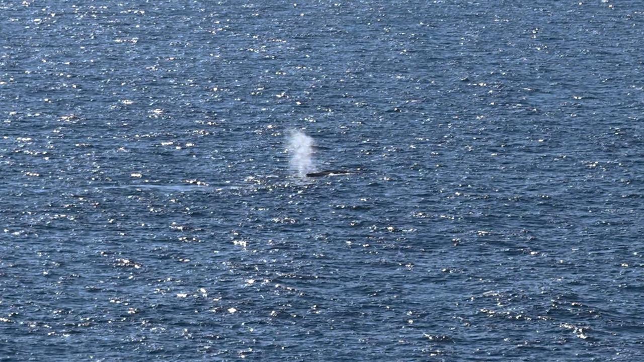 Der Buckelwal ist nach Angaben aus dem Team der verantwortlichen Privatinitiative in der Nordsee freigesetzt worden. 