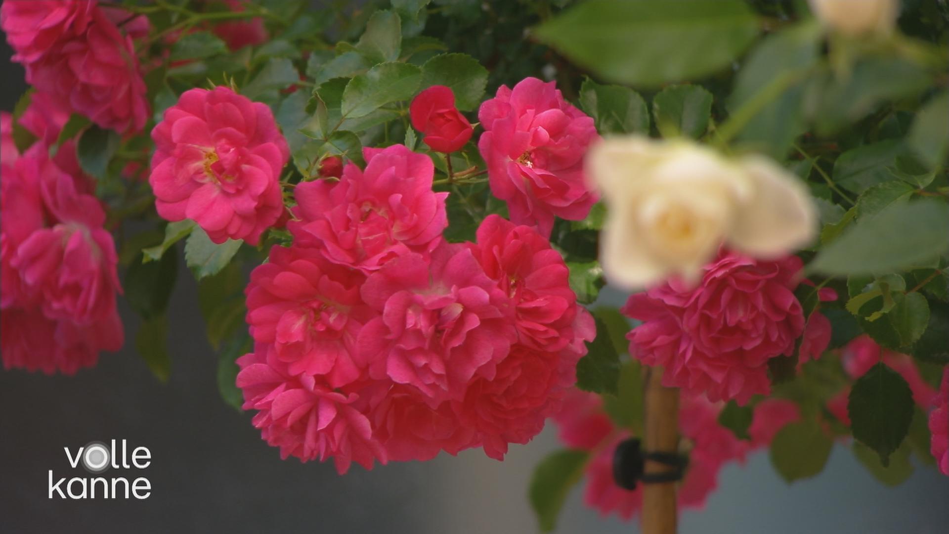 Rosen im Bild