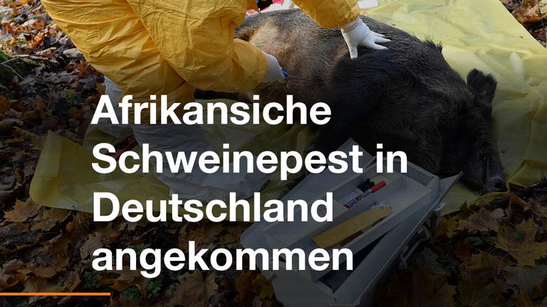 Schweinepest in Deutschland angekommen - ZDFheute