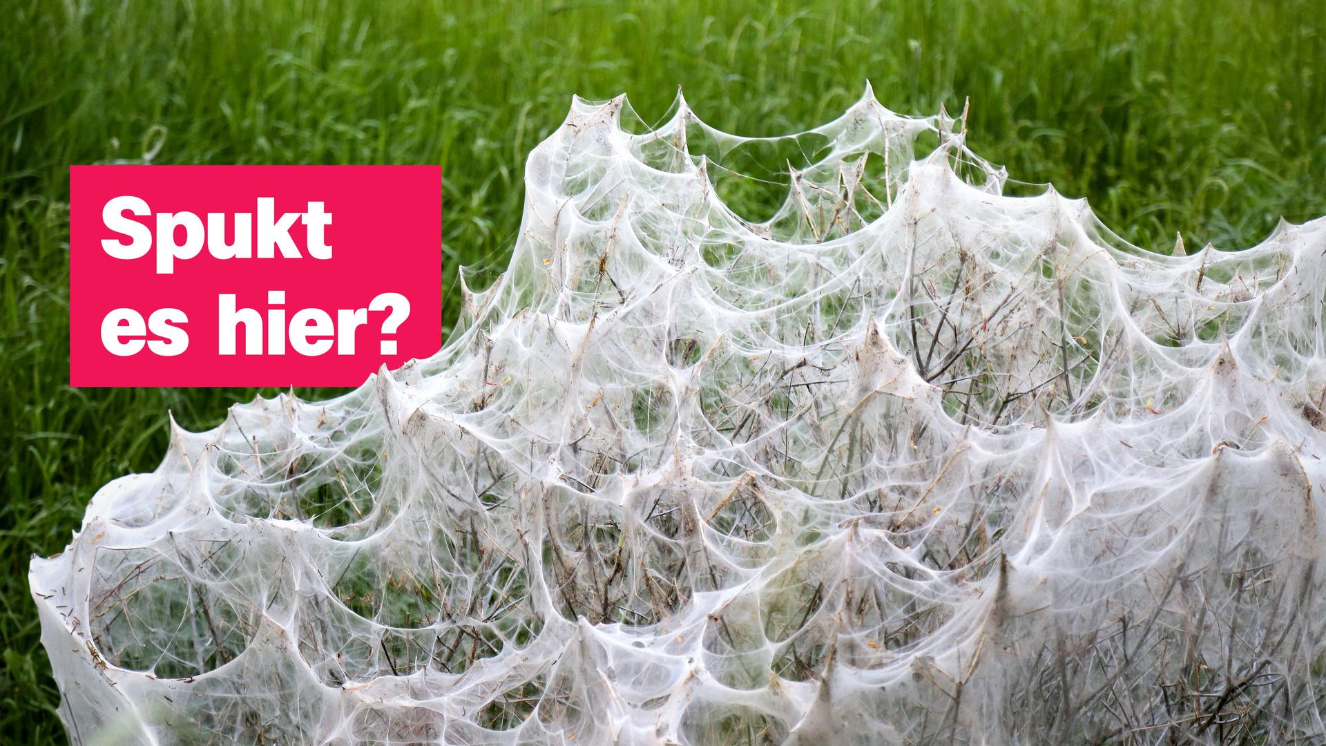 Netz einer Gespinstmotte - dazu Aufschrift "Spukt es hier?"