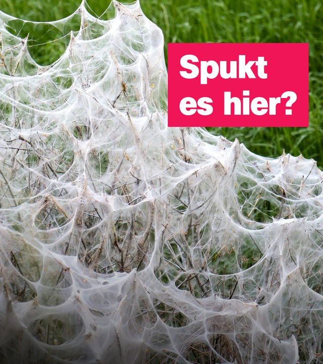 Netz einer Gespinstmotte - dazu Aufschrift "Spukt es hier?"