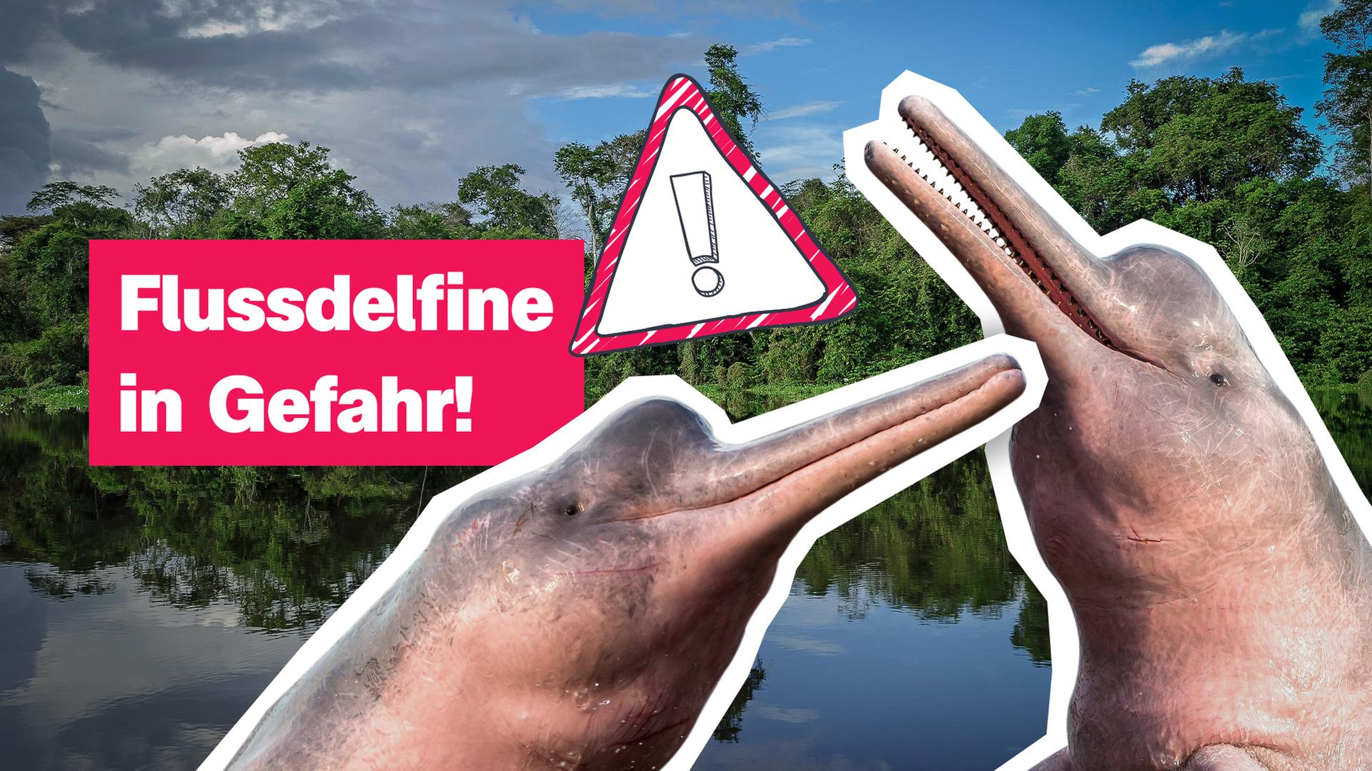 Flussdelfine in Gefahr