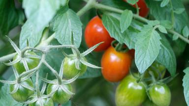 Tomaten - Anbau der leckeren Beere