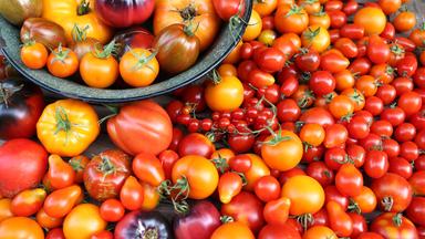 Die Vielfalt der Tomaten