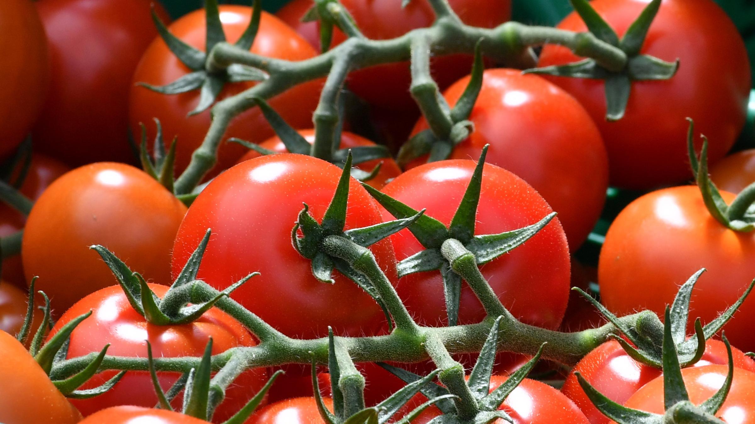Frische Tomaten, aufgenommen am 08.08.2016 in Gera
