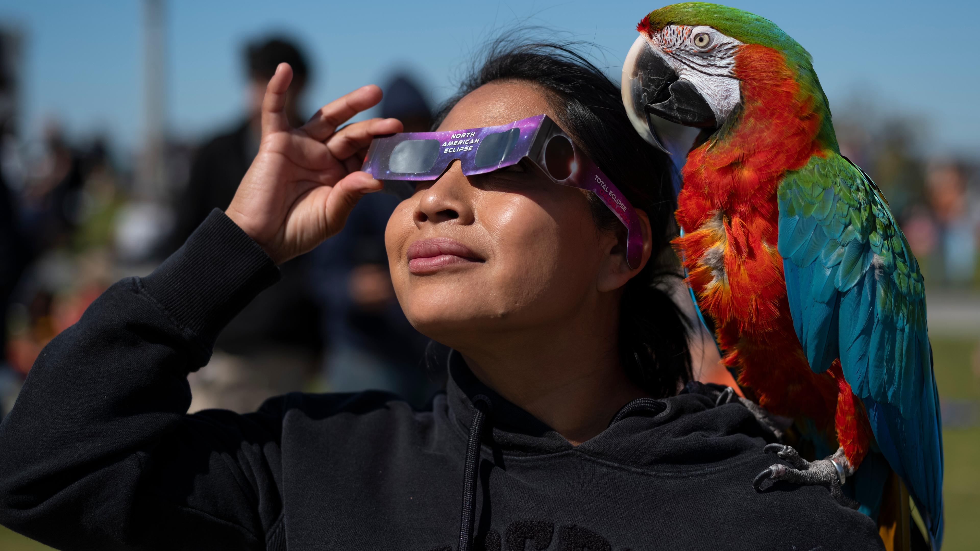 Eine Person beobachtet mit seinem Papagei auf der Schulter die totale Sonnenfinsternis.