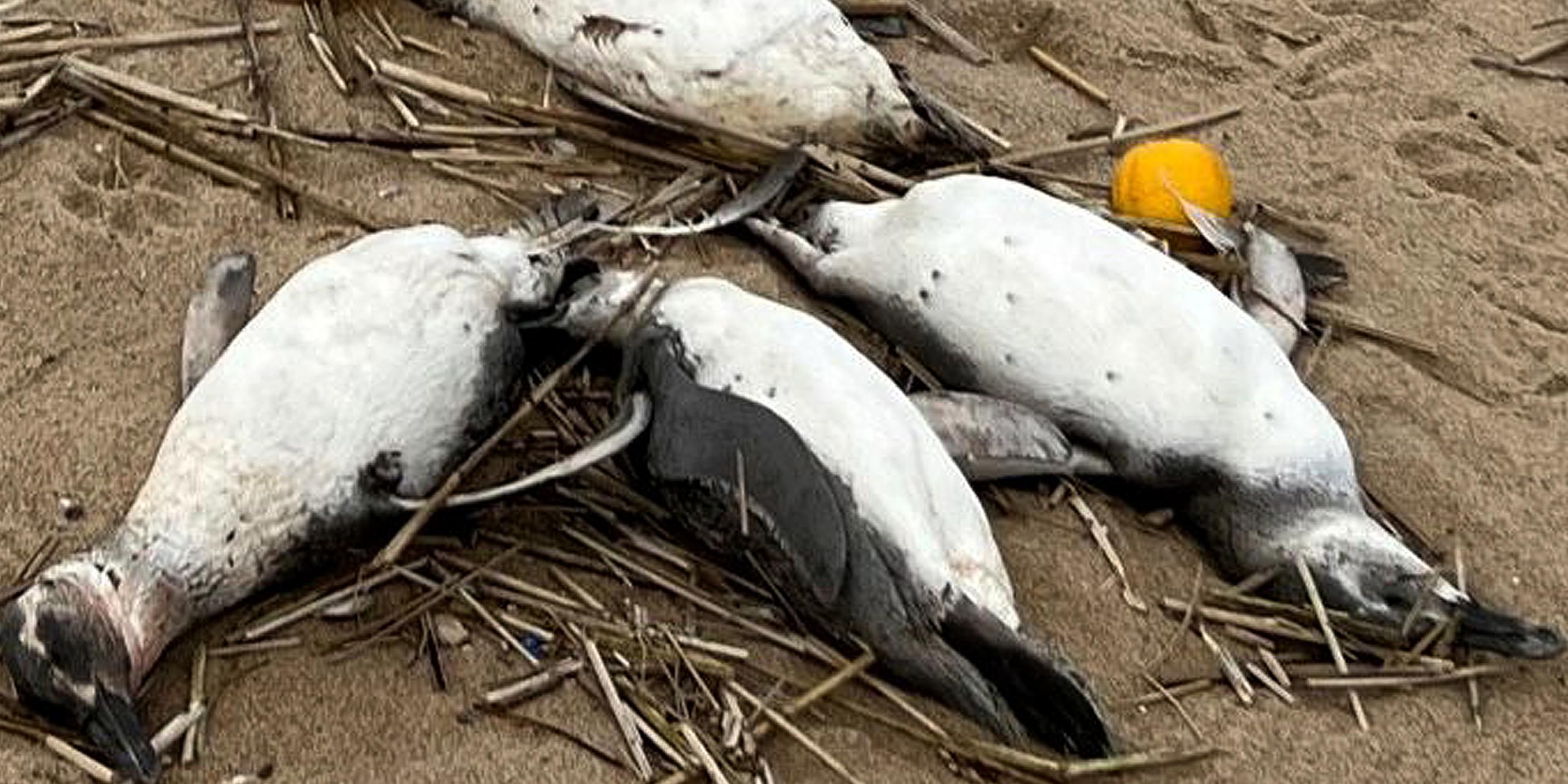 Tote Pinguine liegen am 20. 07 2023 am Strand von La Juanita, Departement Maldonado, Uruguay. 