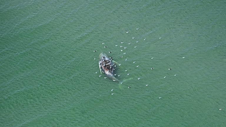 15.05.2026, Dänemark, Anholt: Ein toter Wal liegt vor der dänischen Insel Anholt.