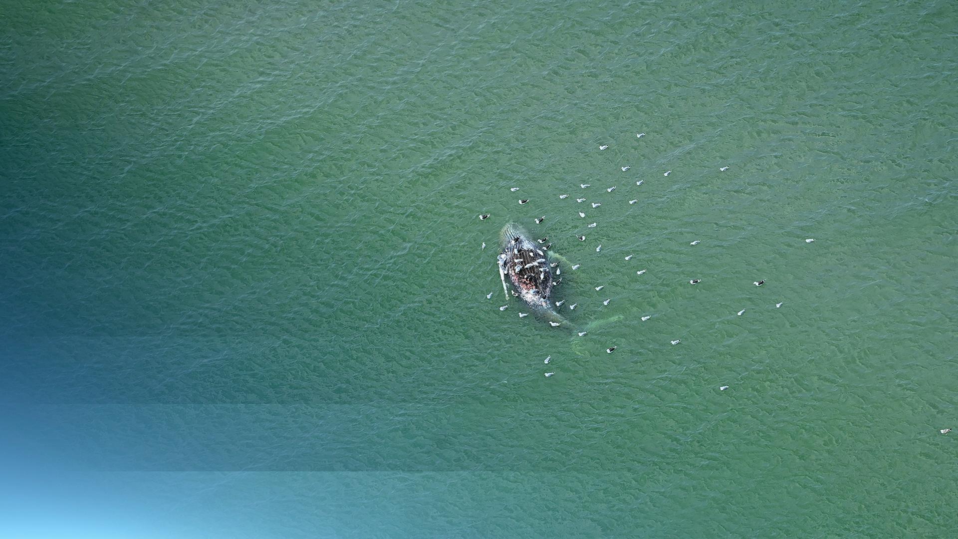 Vor der dänischen Insel Anholt ist ein toter Wal gefunden worden.