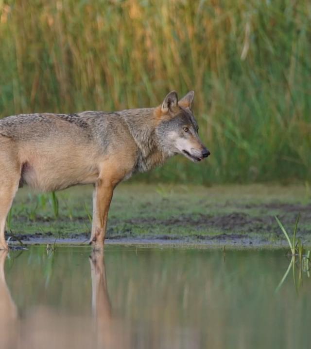 Training für Wolfsbegegnung