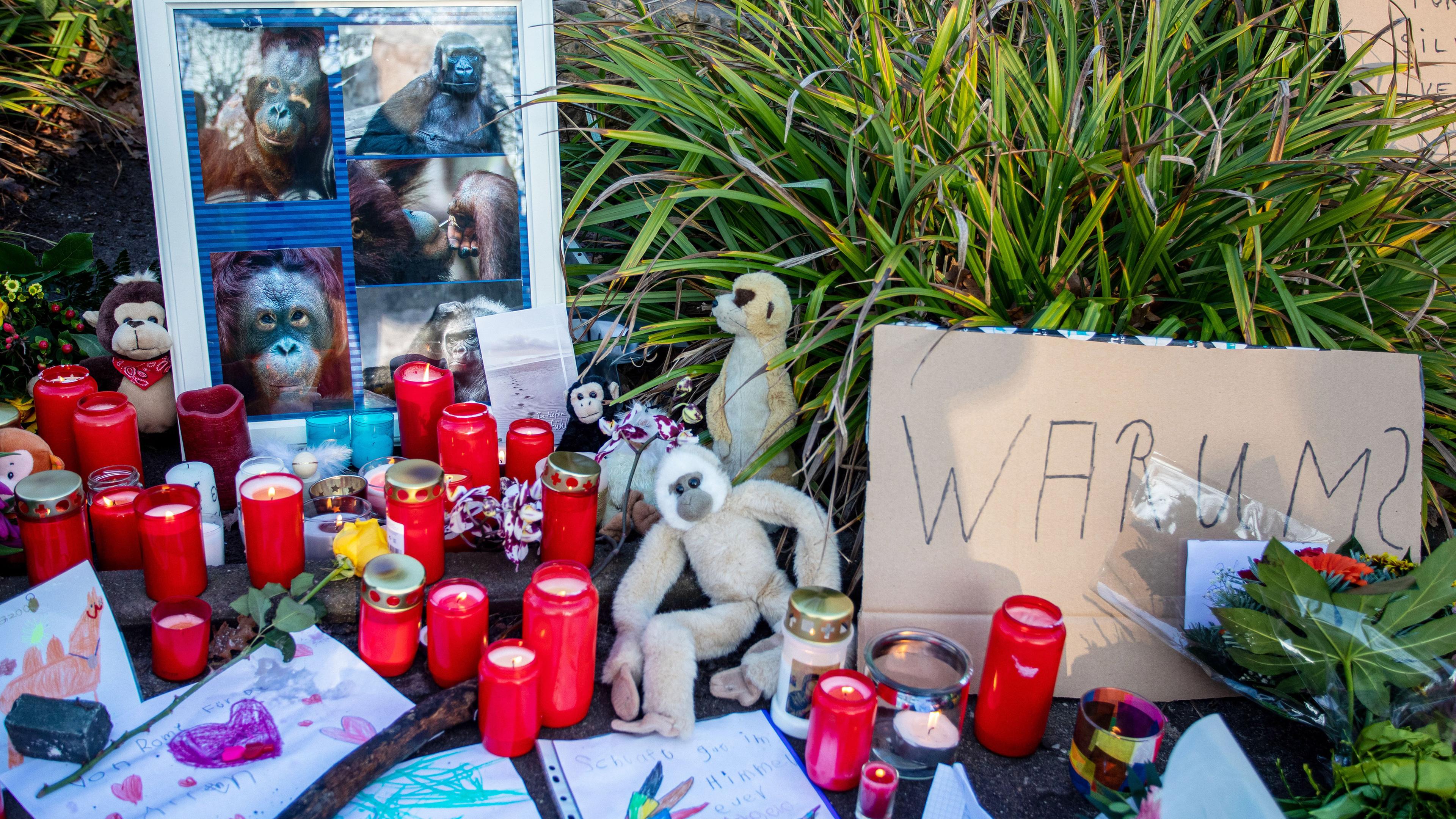 Die Bevölkerung hat Kerzen am Zoo in Krefeld aufgestellt in Trauer um die Affen.