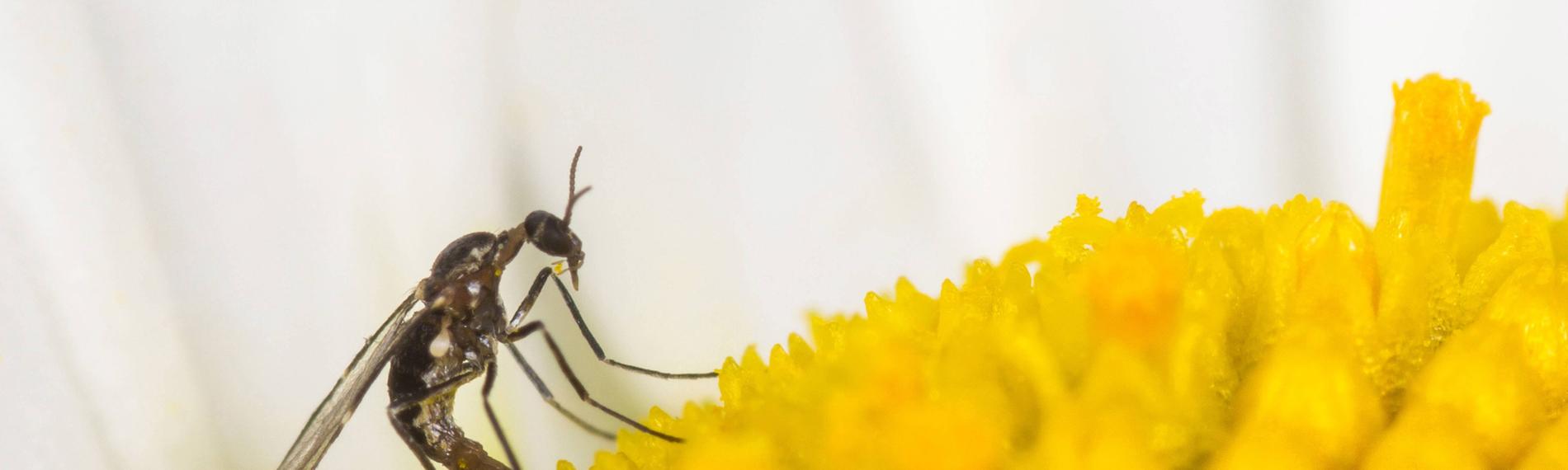 Archiv:Archiv: Trauermücke (Bradysia spec.), Weibchen bei der Eiablage auf der Blüte einer Magerwiesen-Margerite am 21.05.2014