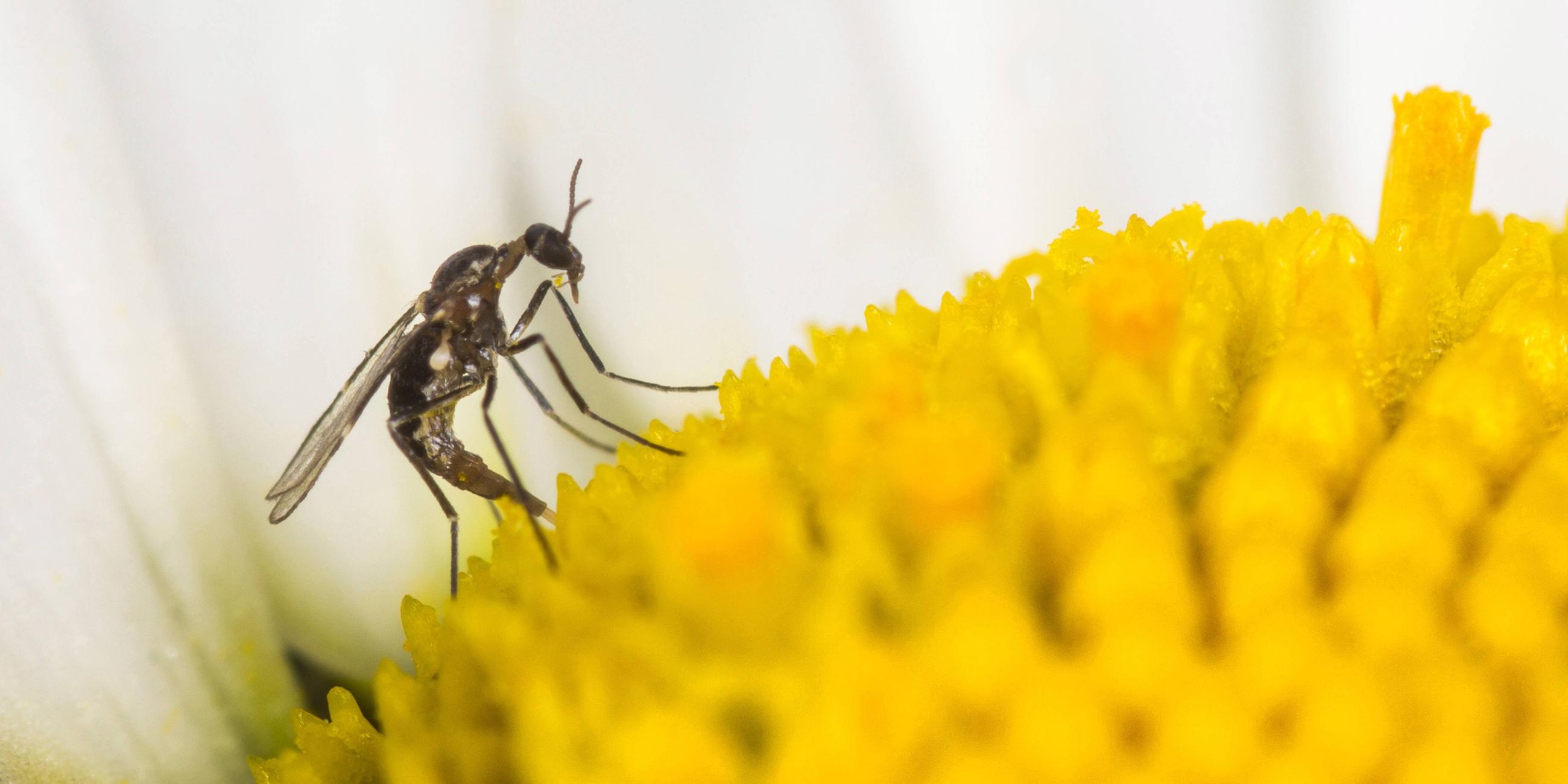Archiv:Archiv: Trauermücke (Bradysia spec.), Weibchen bei der Eiablage auf der Blüte einer Magerwiesen-Margerite am 21.05.2014