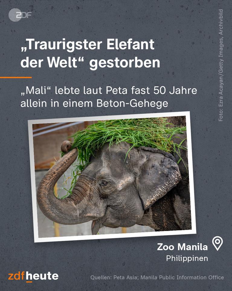 BIld des verstorbenen Elefanten mit Text
