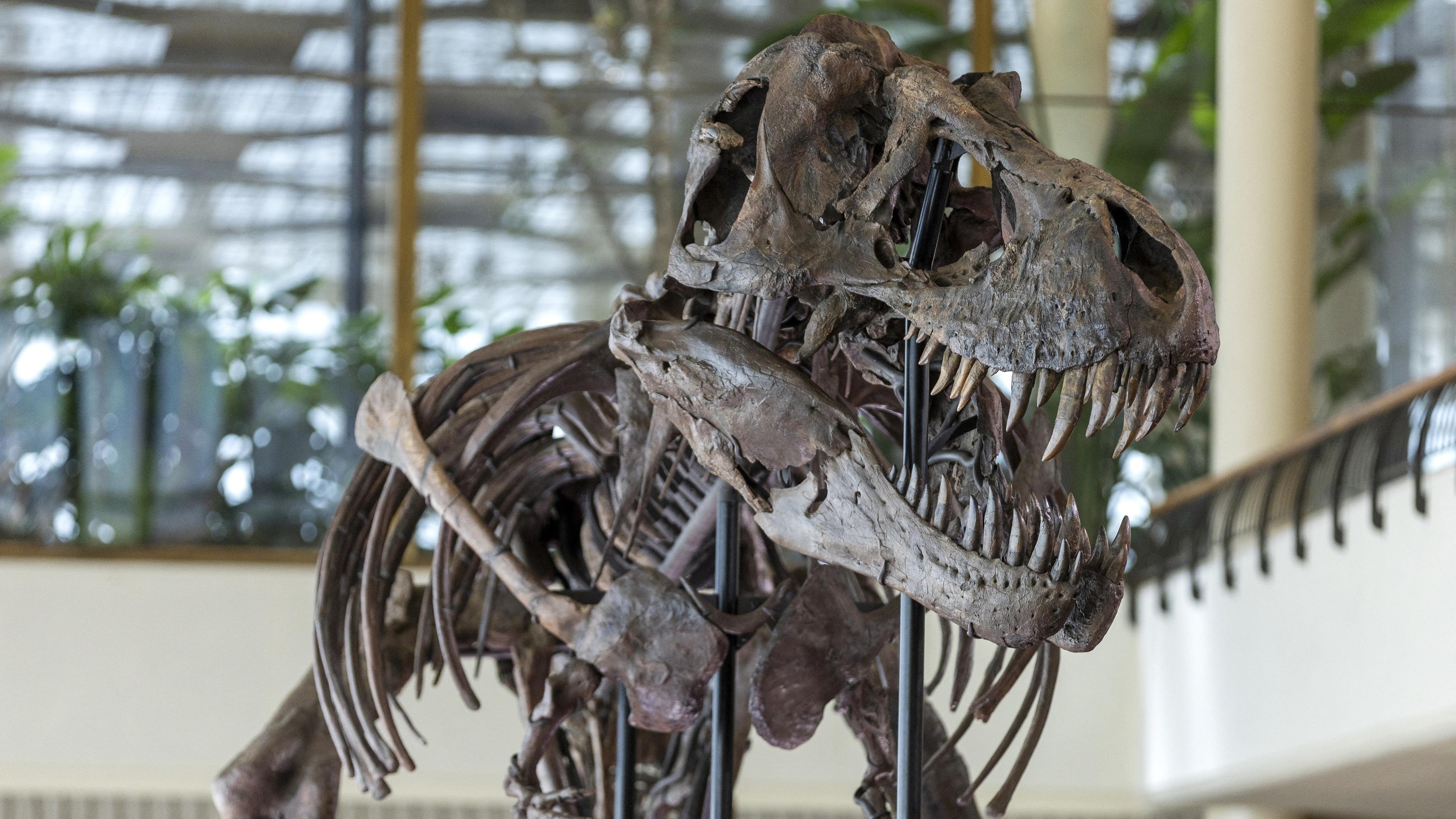 Ein 67 Millionen Jahre altes T-Rex-Skelett mit dem Namen "TRX-293 TRINITY Tyrannosaurus"  ist im Auktionshaus Koller in Zürich zu sehen, aufgenommen am 9.03.2023