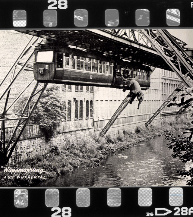 Postkarte mit Fotomontage: Elefant Tuffi beim Sprung aus Schwebebahn in Wuppertal 1950