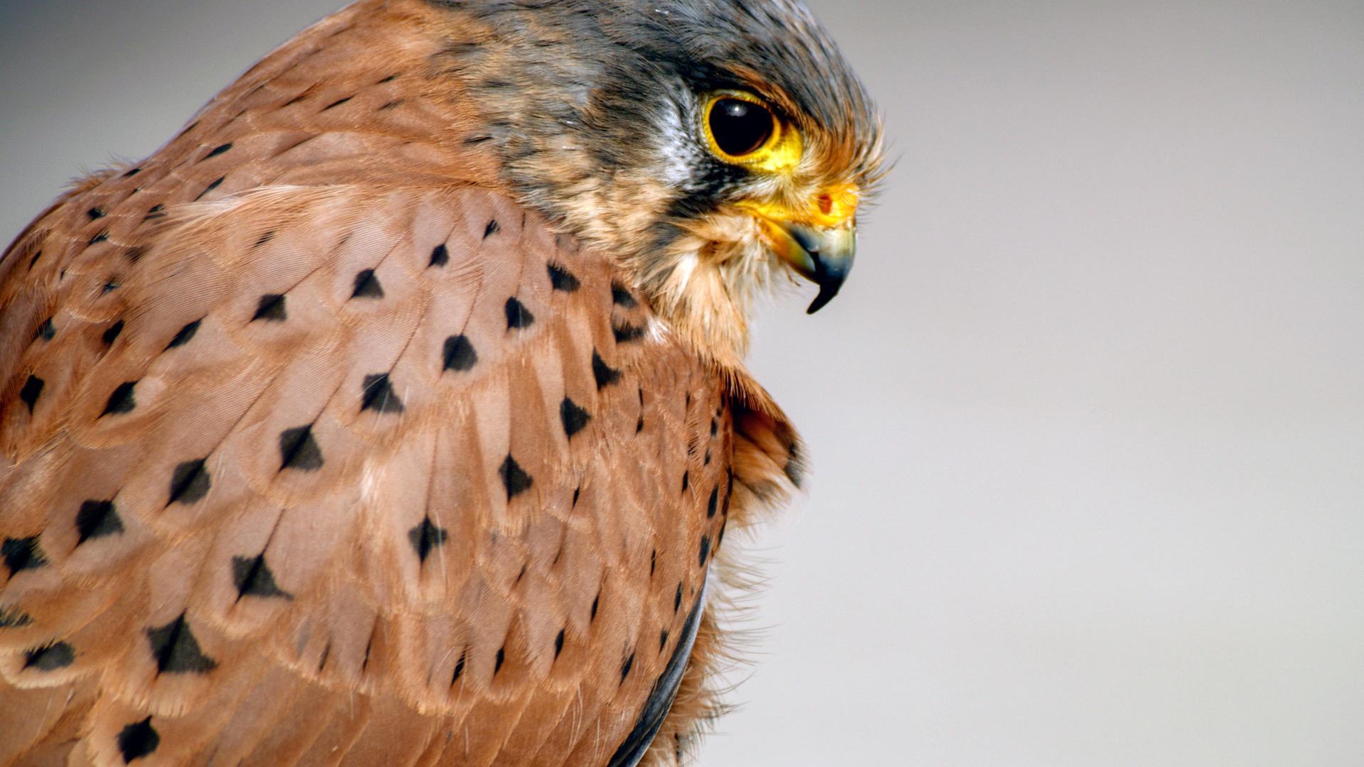 Turmfalken Männchen.