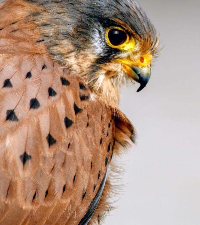 Turmfalken Männchen.