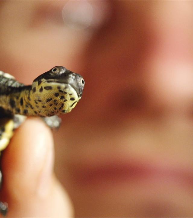 Schildkrötenbaby
