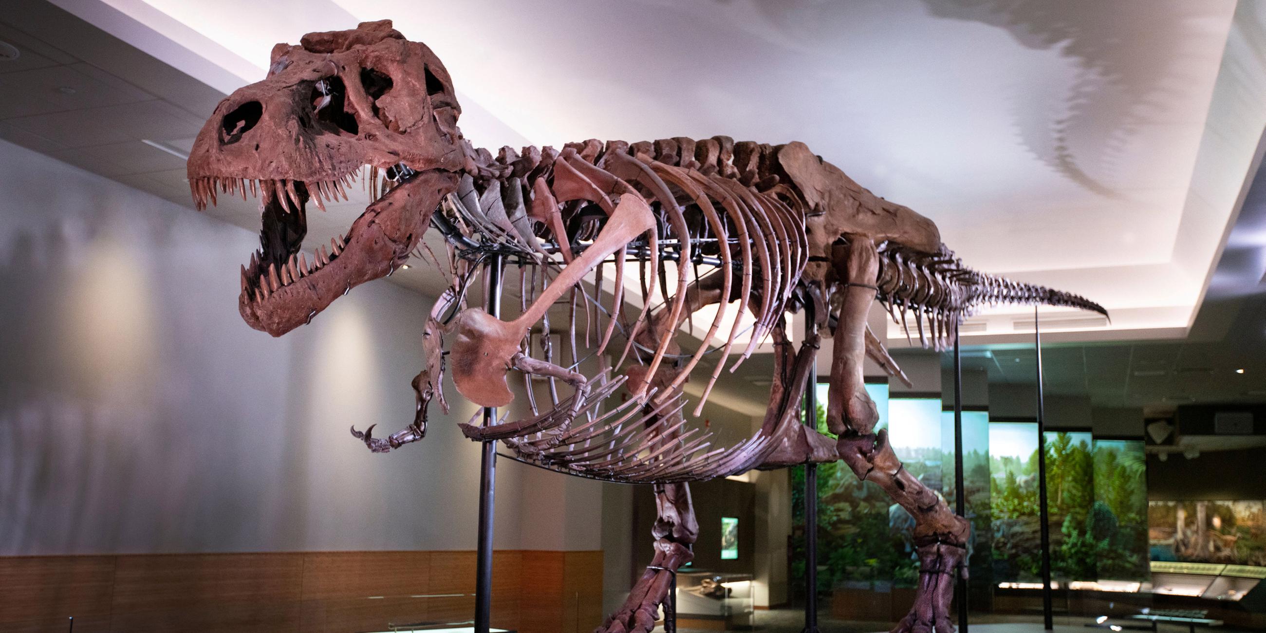 Skelett des Tyrannosaurus-Rex