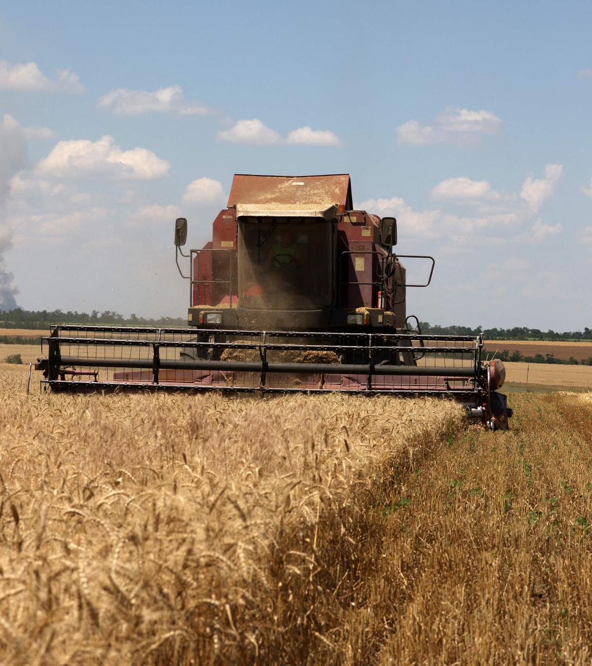 Ein Erntegerät fährt über ein Getreidefeld in Mikolajiw/Ukraine.