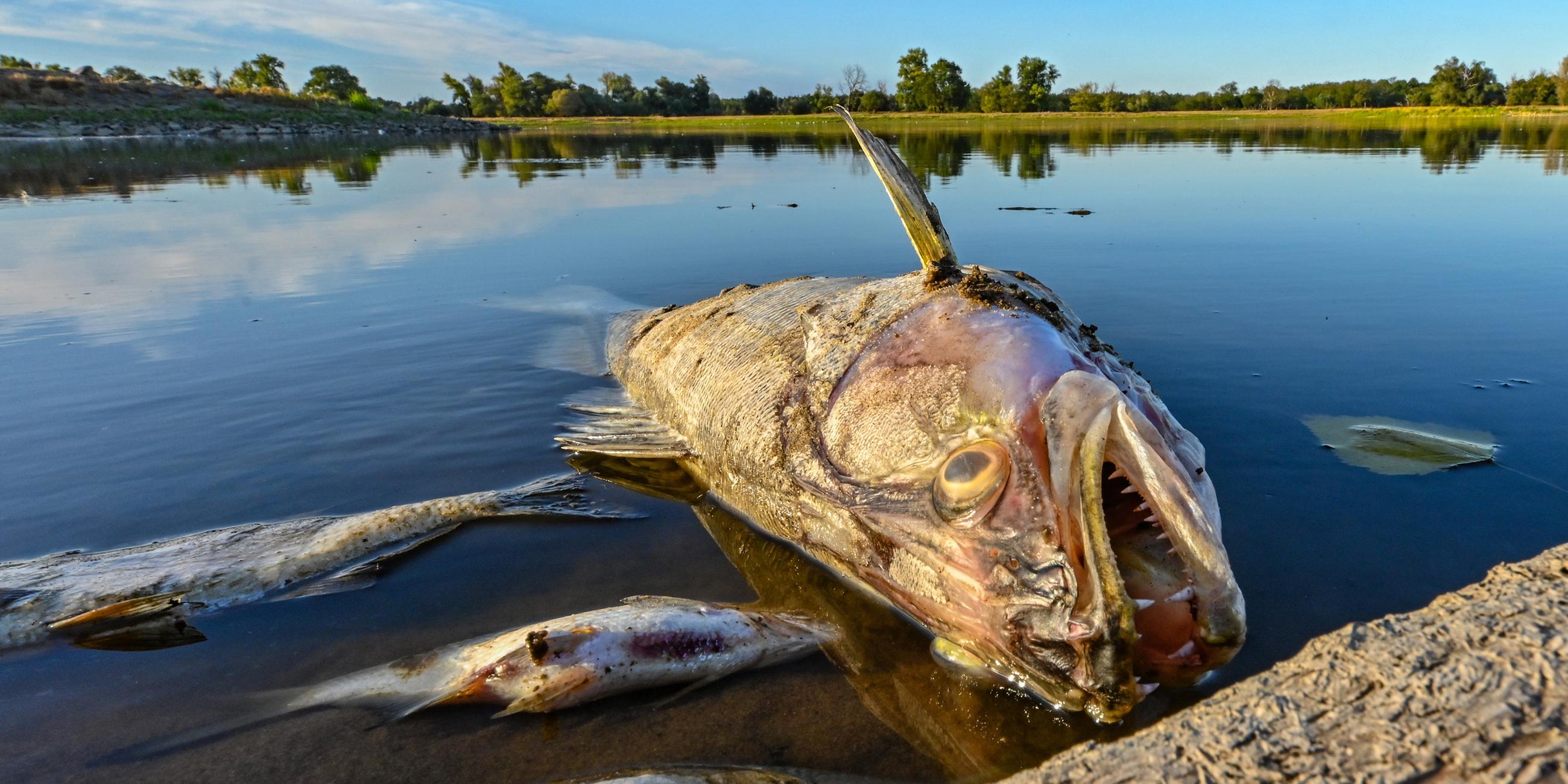Tote Fische treiben im flachen Wasser des deutsch-polnischen Grenzflusses Oder. 
