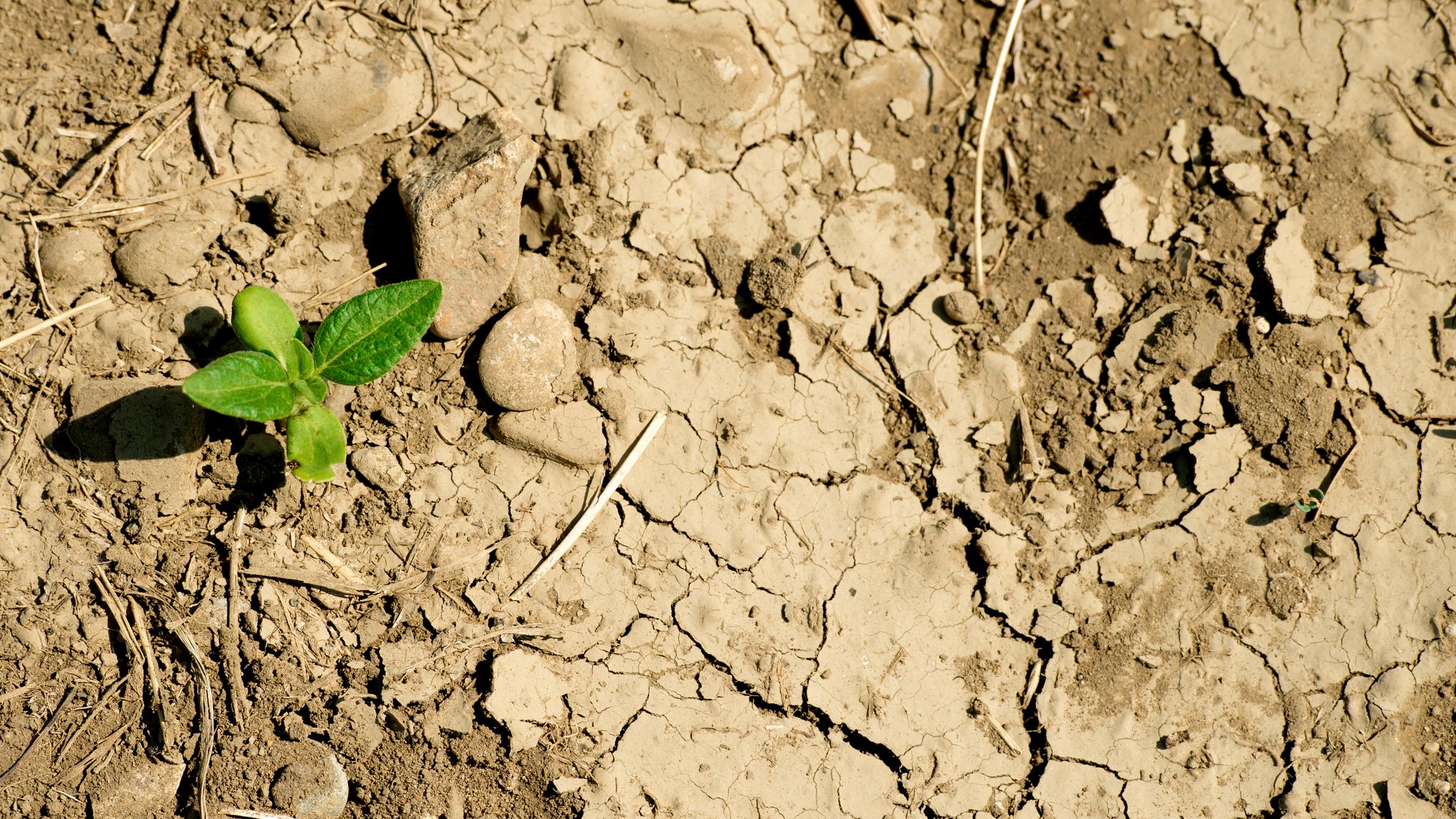 Aus dem UN-Dürrebericht geht hervor, dass die Dürreperioden um 29 Prozent gestiegen sind.