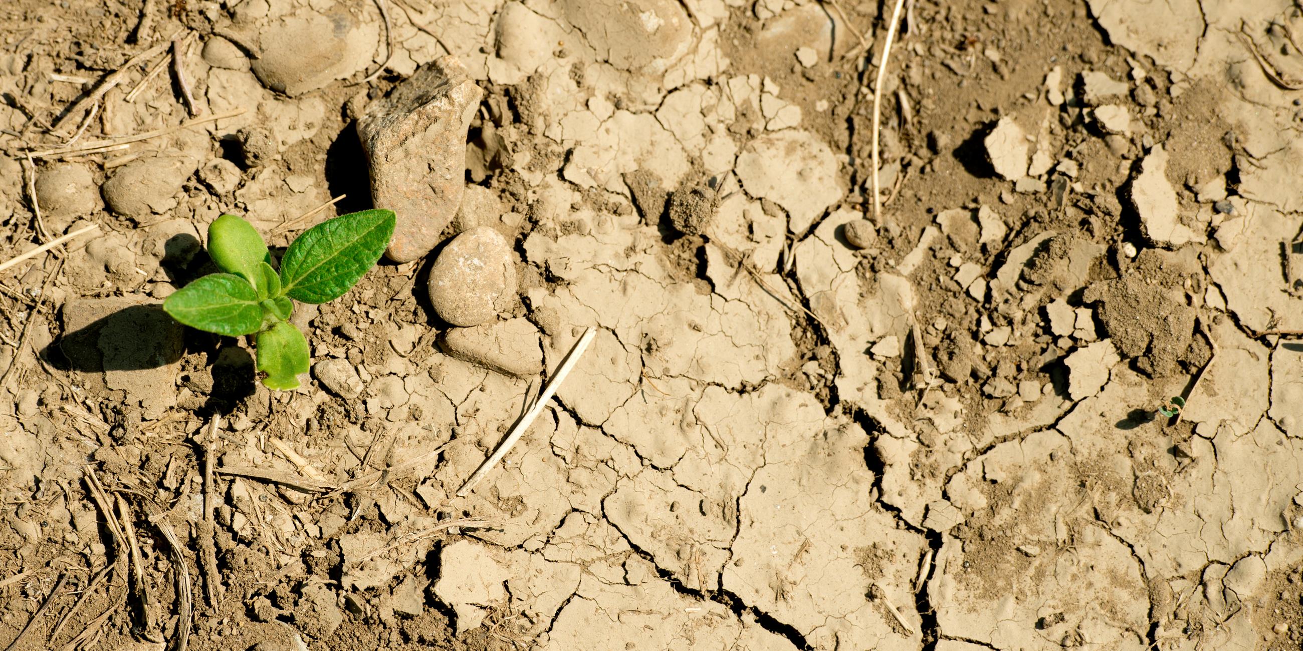 Aus dem UN-Dürrebericht geht hervor, dass die Dürreperioden um 29 Prozent gestiegen sind.
