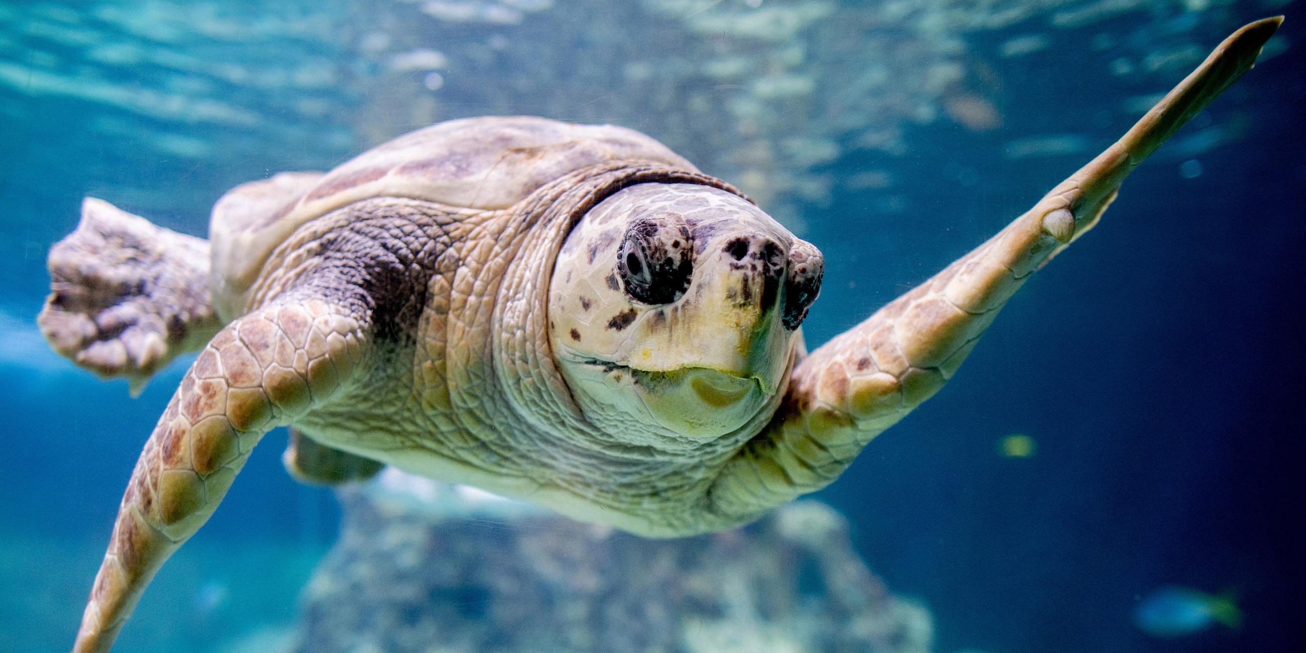 Die Unechte Karettschildkröte ·Poldi· schwimmt durch ein Wasserbecken im Aquarium Wilhelmshaven