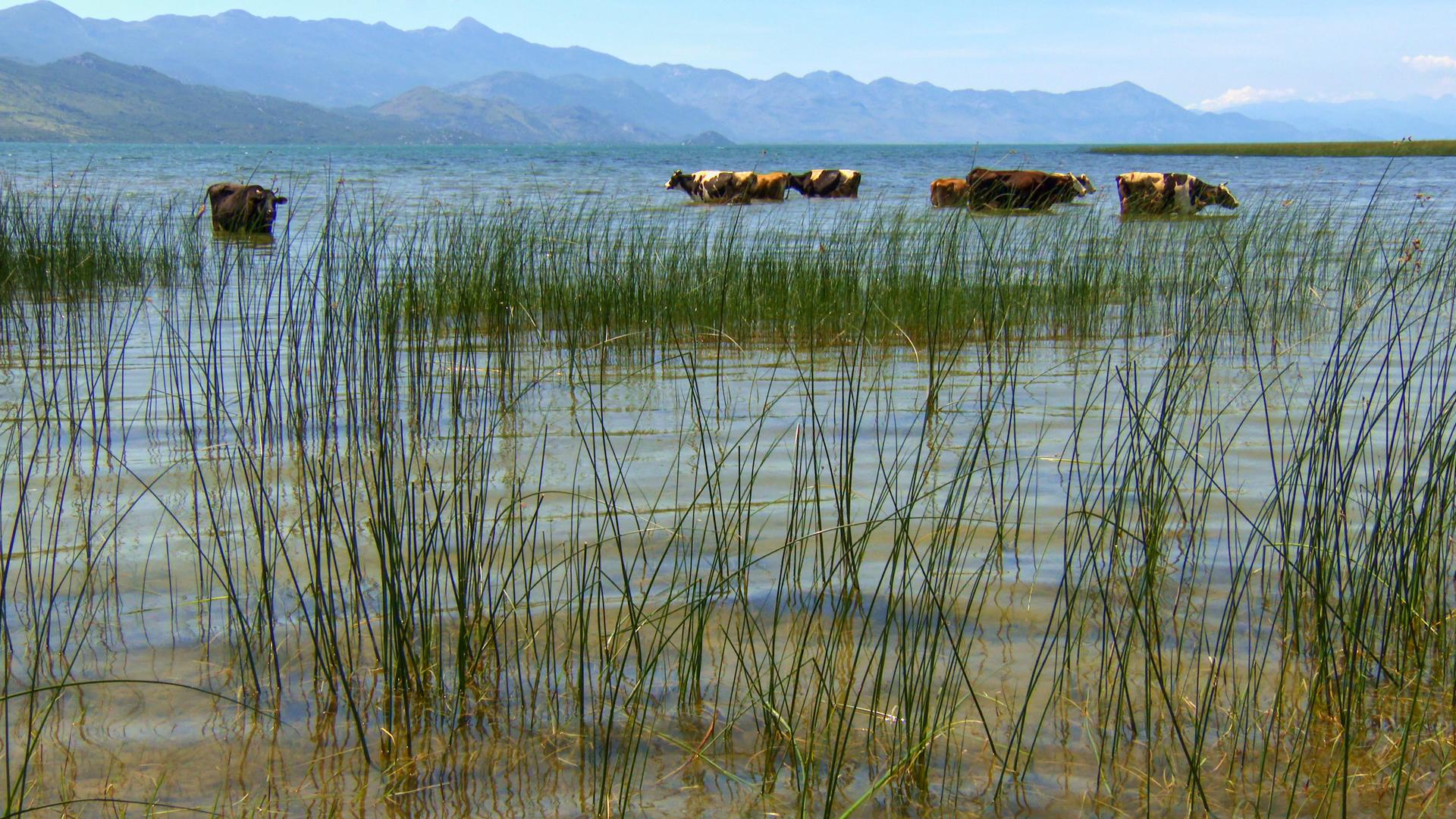 Skutarisee, genießen Hausrinder ein kühles Bad. 