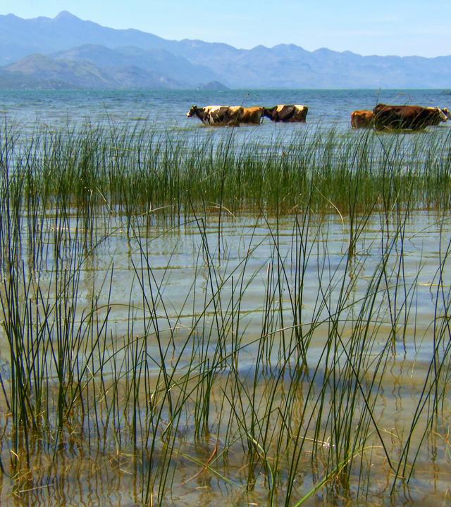 Skutarisee, genießen Hausrinder ein kühles Bad. 