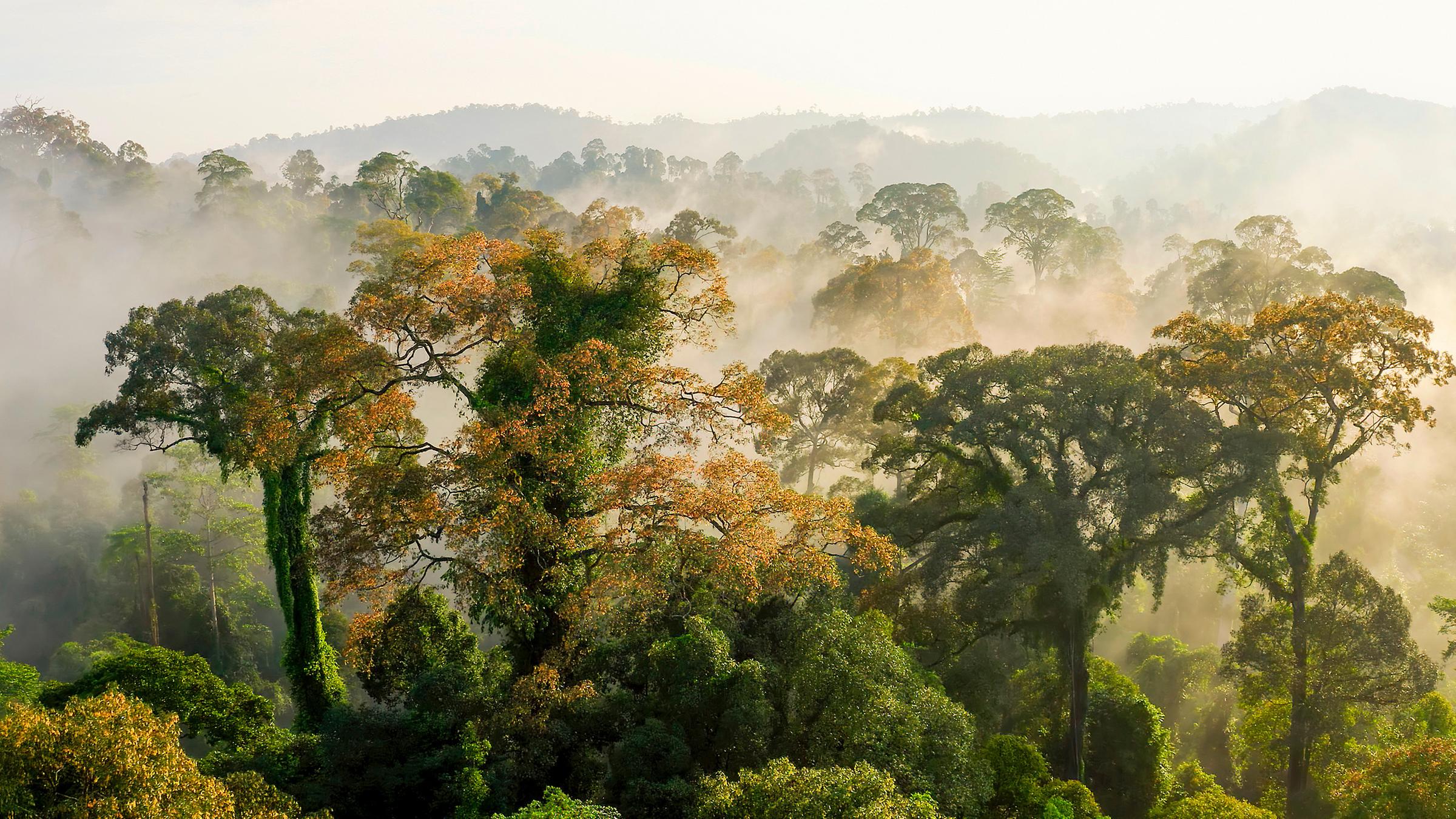 Flügelfruchtbäume auf Borneo.