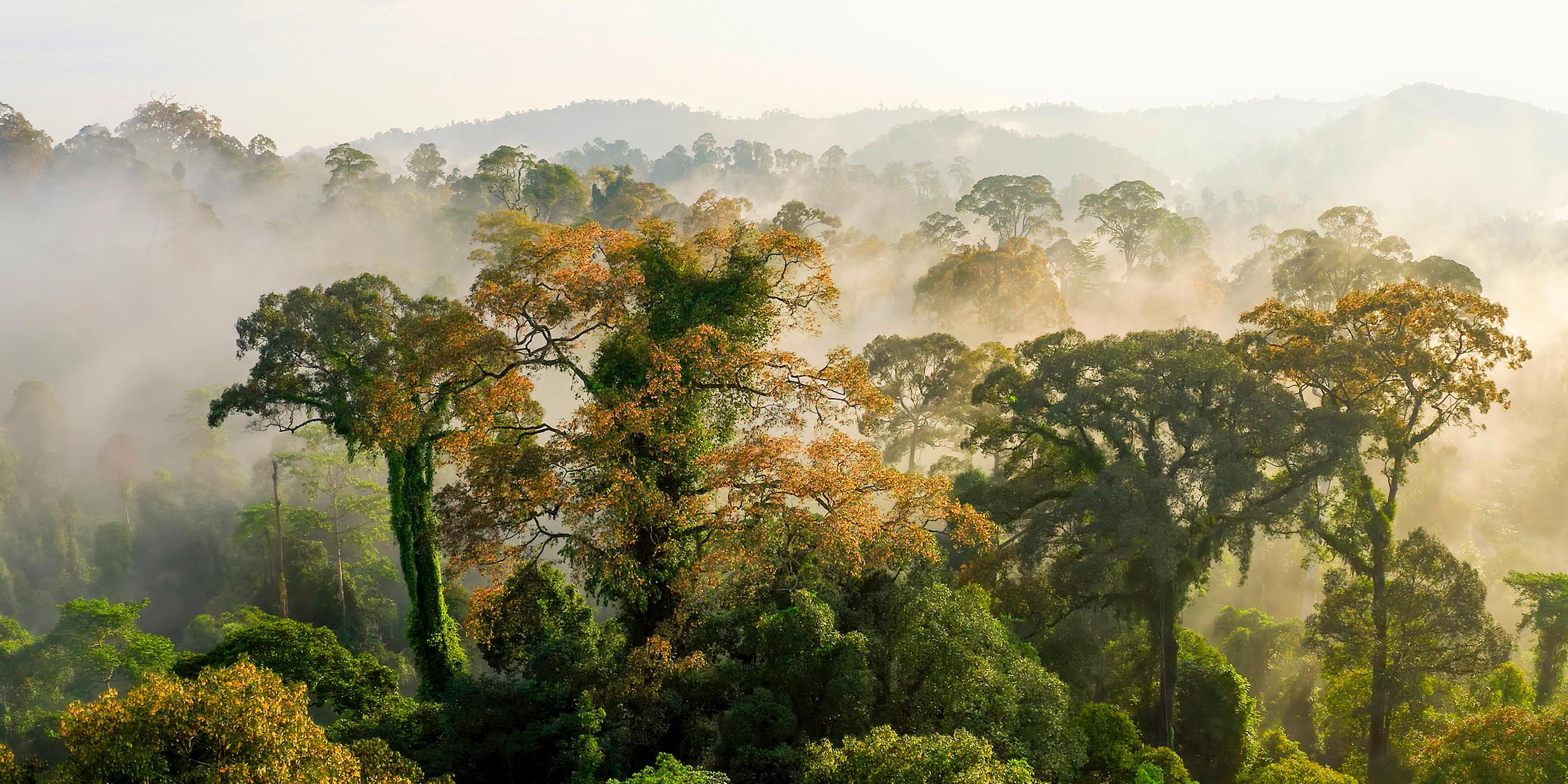 Flügelfruchtbäume auf Borneo.