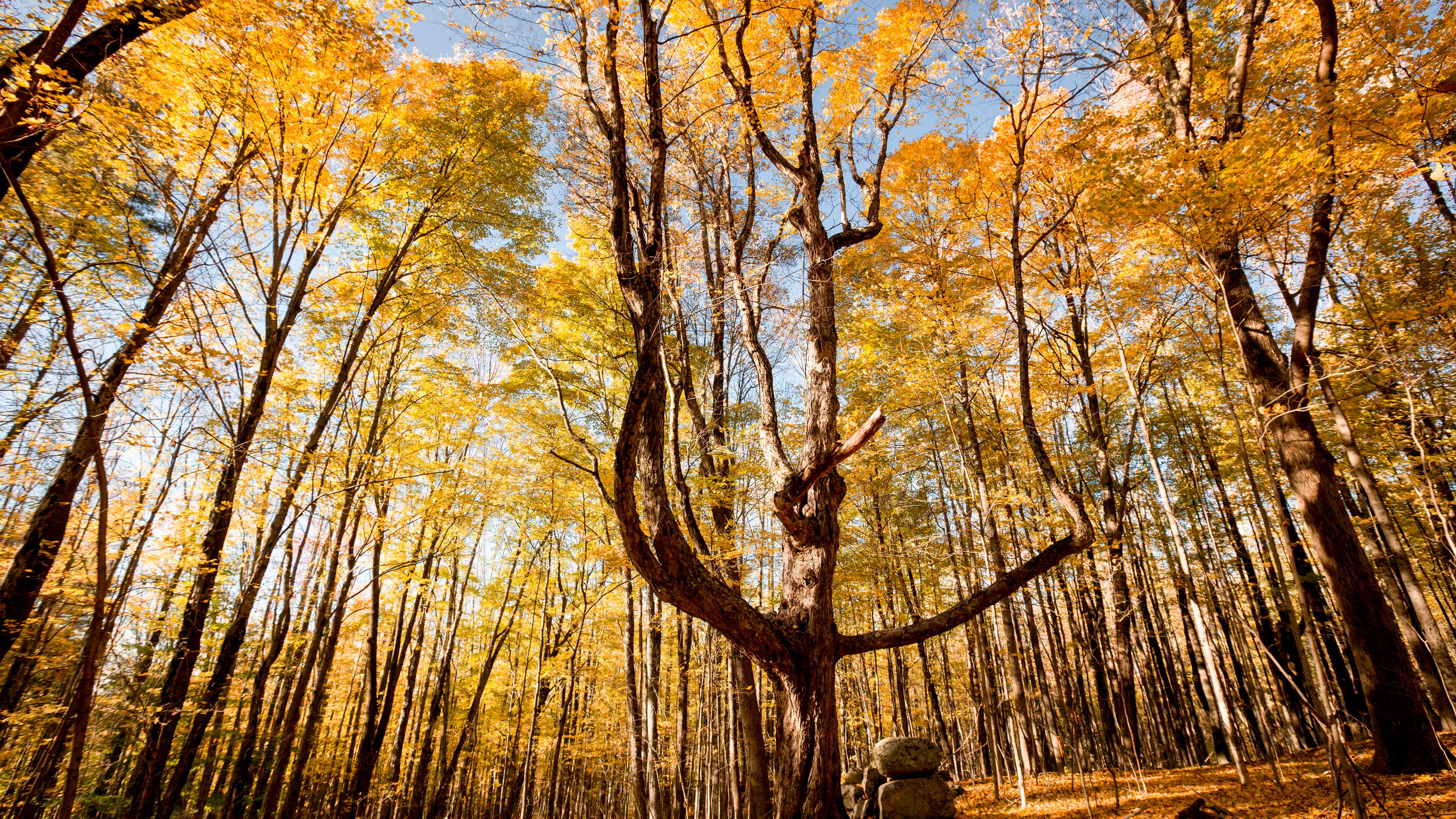 Blick von oben auf ein Waldgebiet mit Zitterpappeln in Colorado/USA.