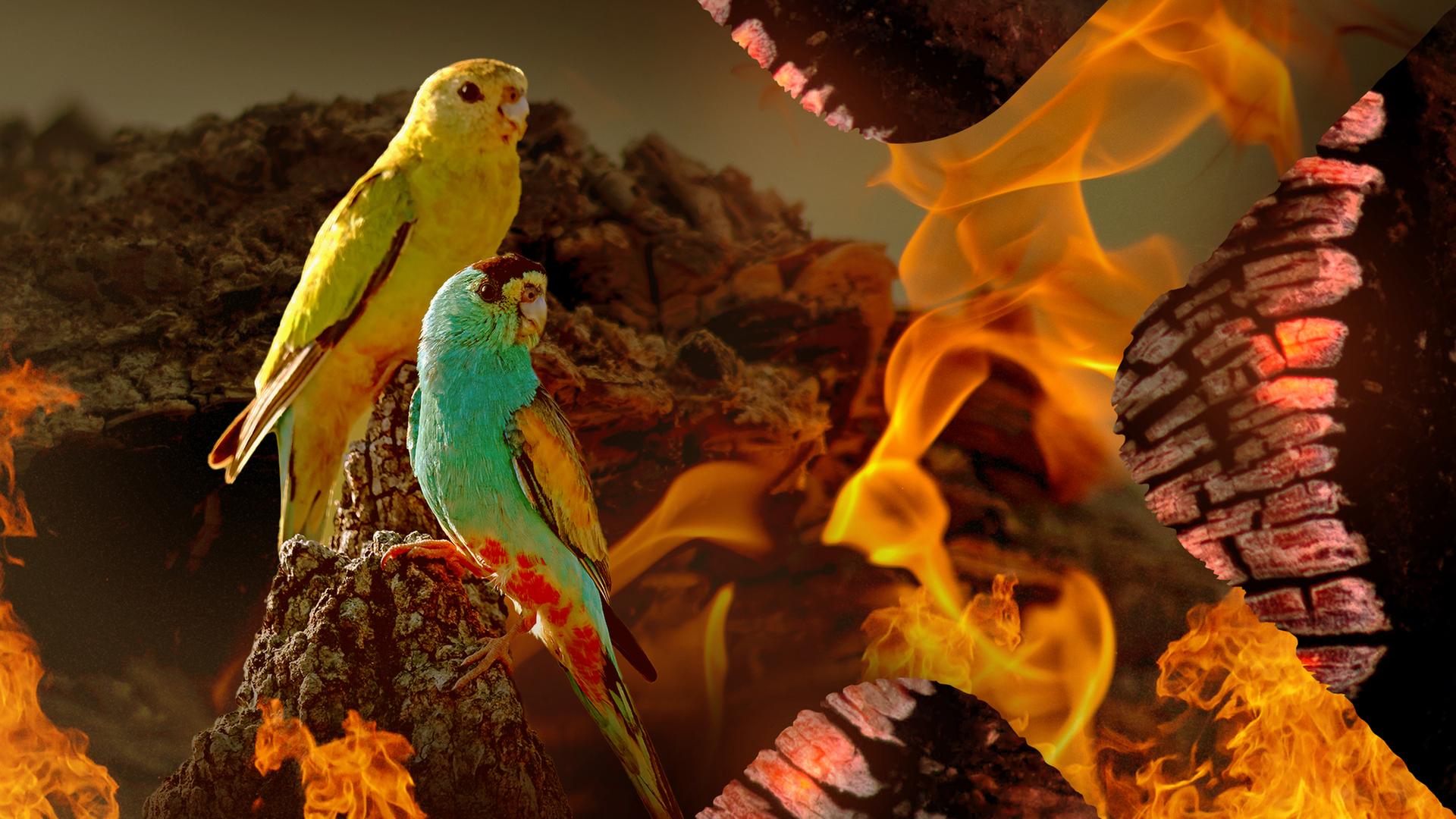 Unsere Erde - Sittiche im Feuer