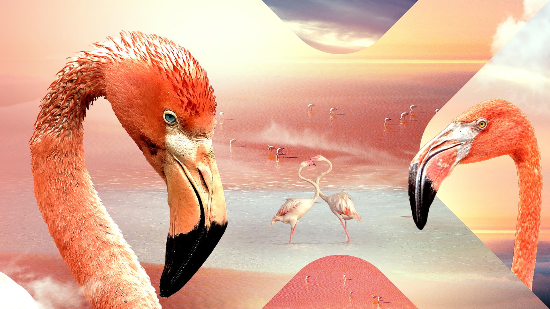 Unsere Erde Tanzvögel