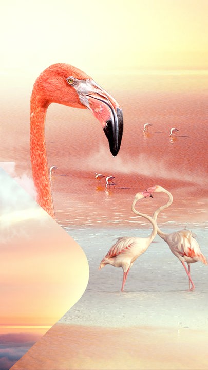 Unsere Erde Tanzvögel