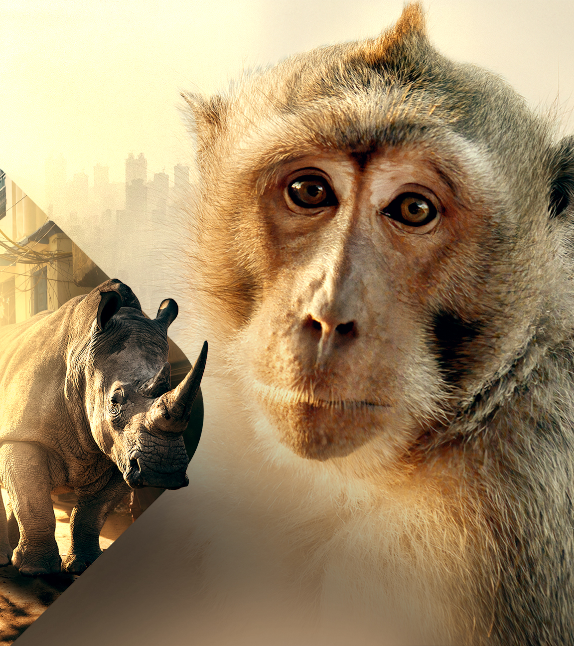 Affe und Nashorn in der Stadt (Collage)