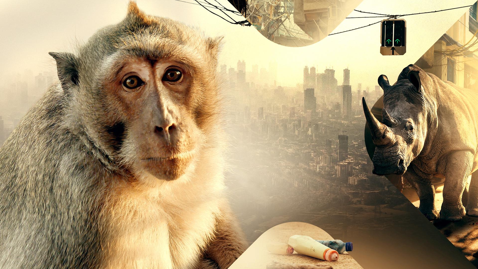 Affe und Nashorn in der Stadt (Collage)