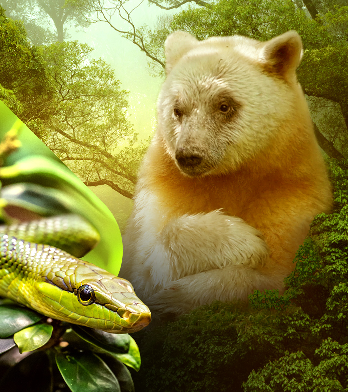 Unsere Erde III - Von Sartyrhühnern und Geisterbären