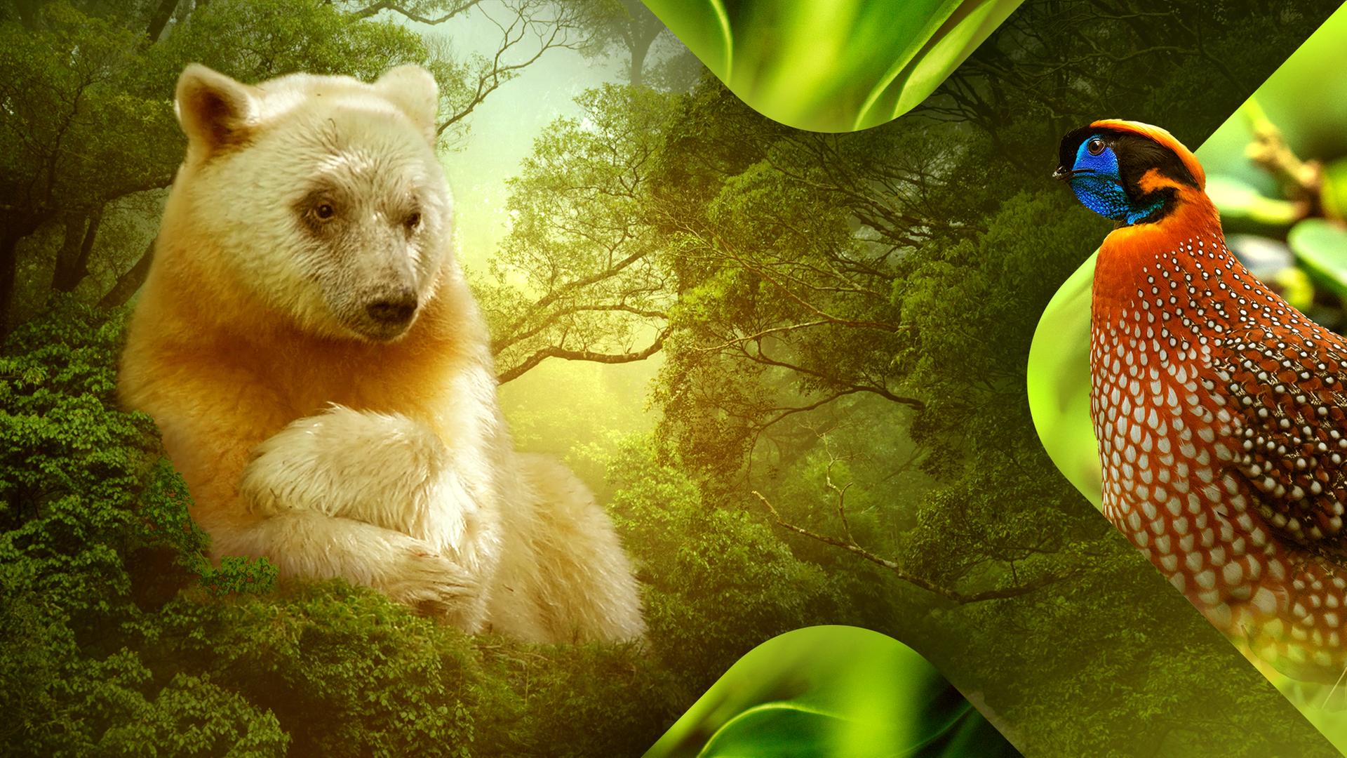 Unsere Erde III - Von Sartyrhühnern und Geisterbären