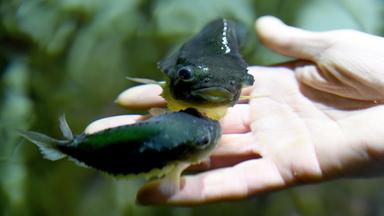 Zdfinfo - Unsere Geheimen Vorfahren: Der Fisch In Uns