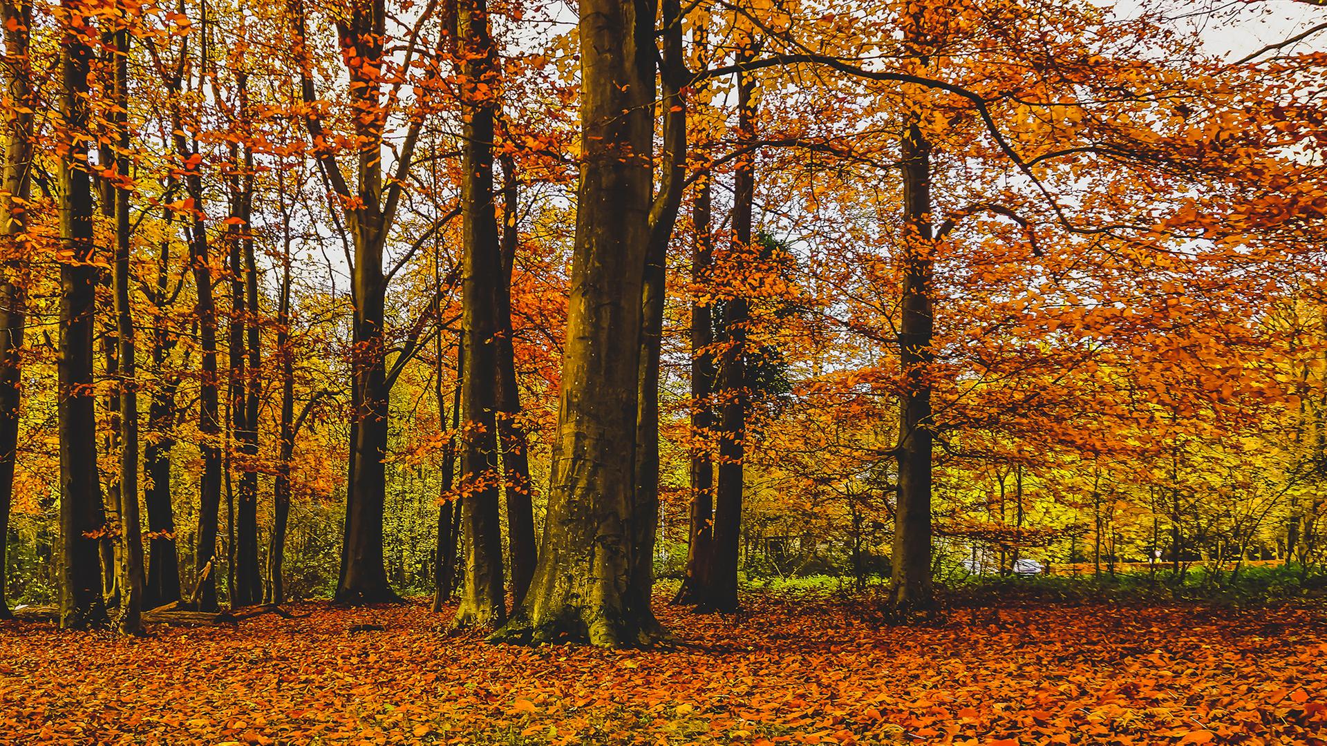 Laubwald, rot-orangene Blätter an Baumen und auf dem Boden