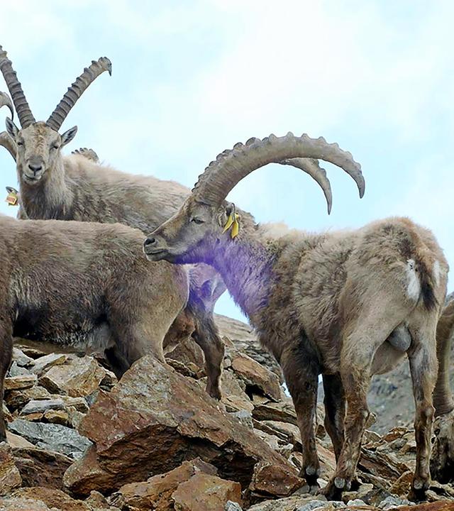 Ziegen am Berg.