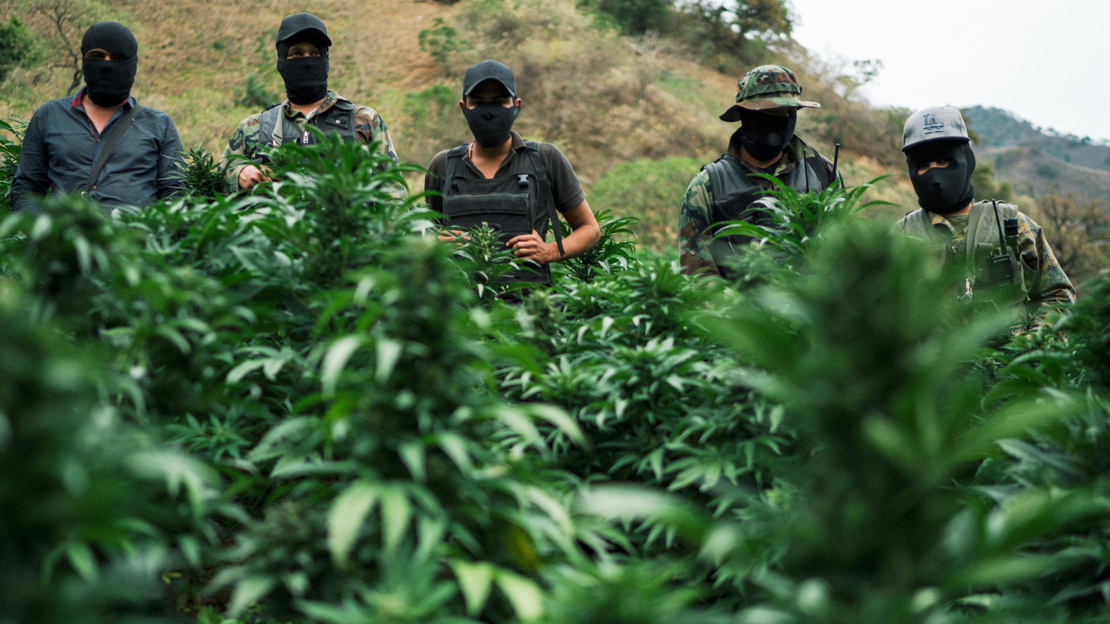 "Unter Gangstern: Das Sinaloa-Kartell - Teil 2": Vermummte und bewaffnete Kartell-Mitglieder in einer Marihuana-Plantage in den Bergen von Sinaloa.